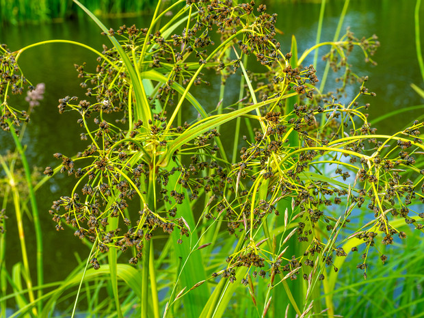 Камыш лесной - Scirpus sylvaticus