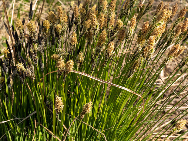 Осока островидная - Carex acutiformis