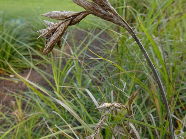 Осока пальмолистная - Carex muskingumensis