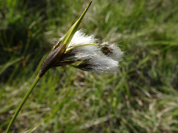 Пушица влагалищная - Eriophorum vaginatum