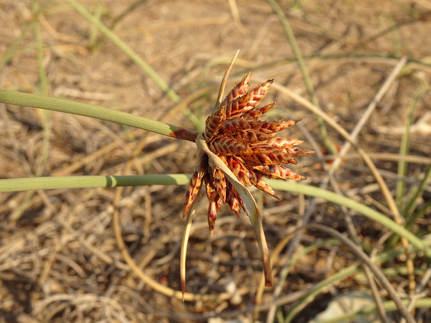 Сыть головчатая - Cyperus capitatus