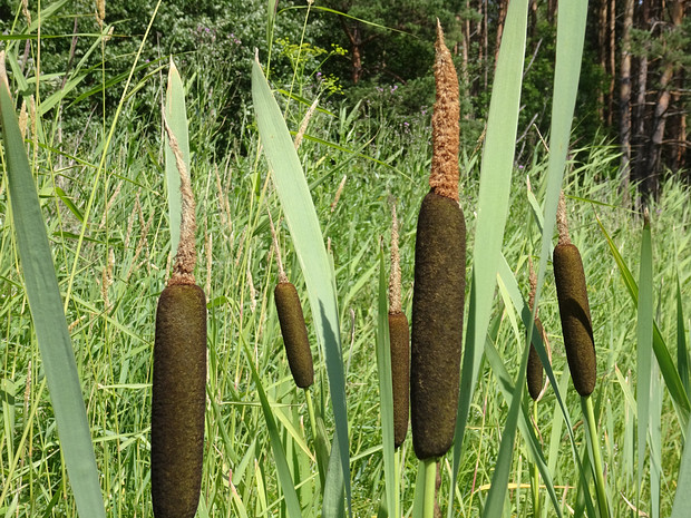 Рогоз широколистный - Typha latifolia