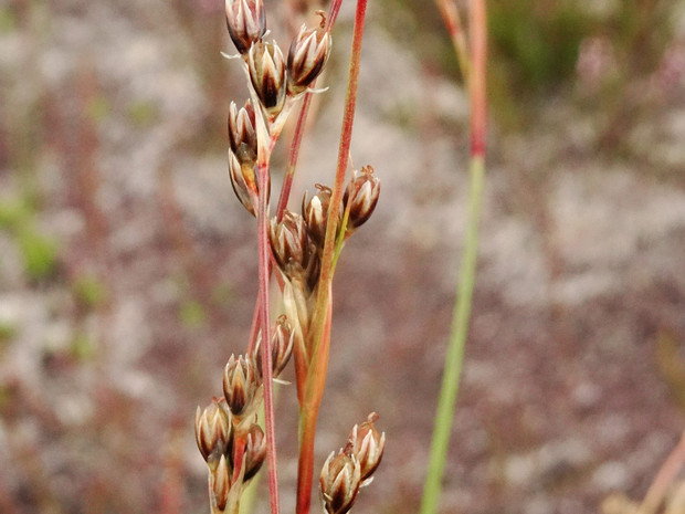 Ситник растопыренный - Juncus squarrosus