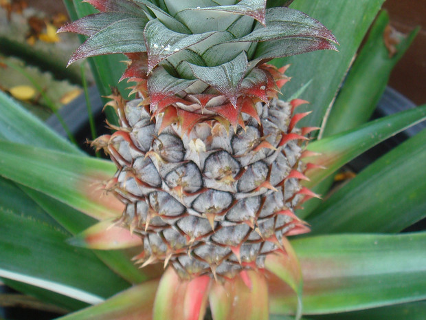 Бромелиевые - Bromeliaceae The Bromeliaceae (the bromeliads) are a family of monocot flowering plants of 51 genera and around 3475 known species...