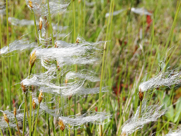 Осоковые - Cyperaceae The Cyperaceae are a family of monocotyledonous graminoid flowering plants known as sedges, which superficially resemble...