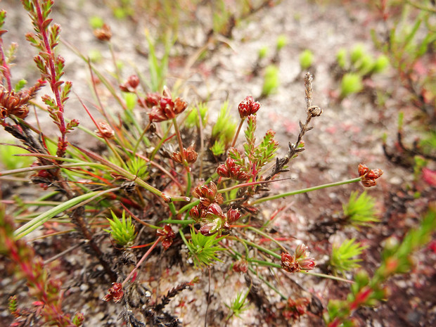 Ситниковые - Juncaceae Juncaceae is a family of flowering plants, commonly known as the rush family. It consists of 8 genera and about 464...