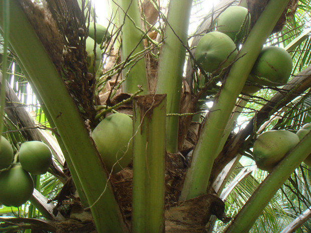 Пальмовые - Arecaceae The Arecaceae are a botanical family of perennial plants. Their growth form can be climbers, shrubs, trees and stemless...