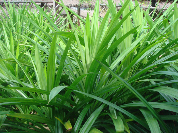 Пандан амариллиусолистный - Pandanus amaryllifolius