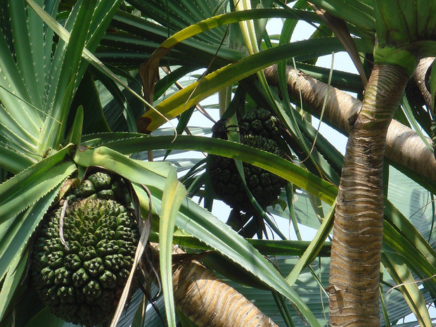 Пандан ароматнейший - Pandanus odoratissimus