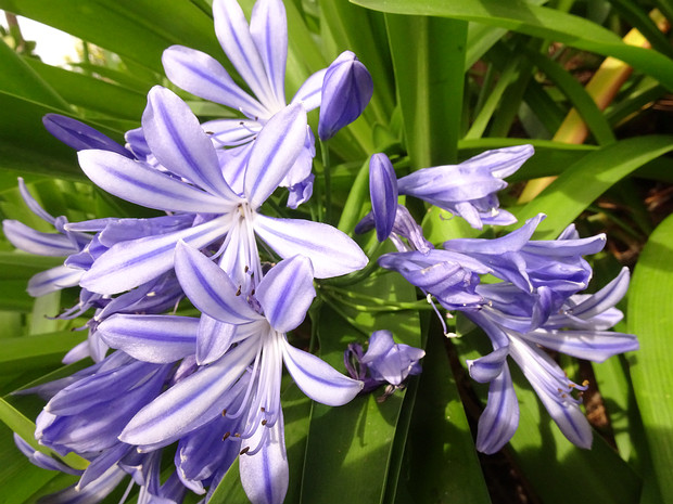 Агапантус ранний - Agapanthus praecox