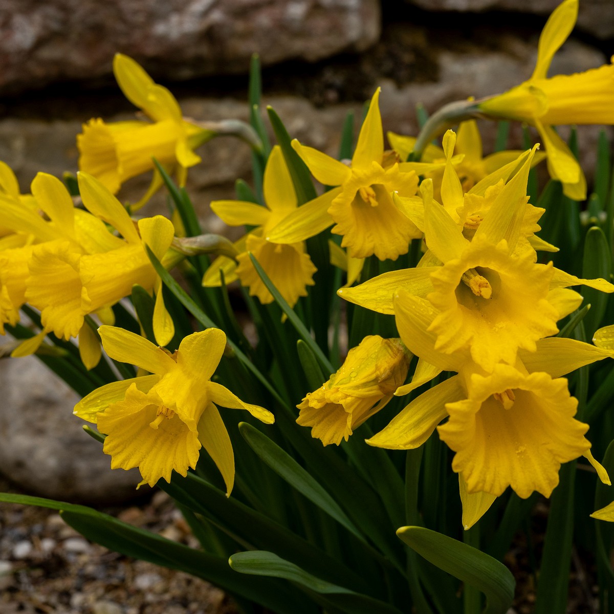 tallinn-botanical-garden-125_