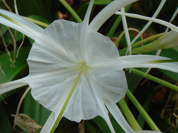 Гименокалис прибрежный - Hymenocallis littorales