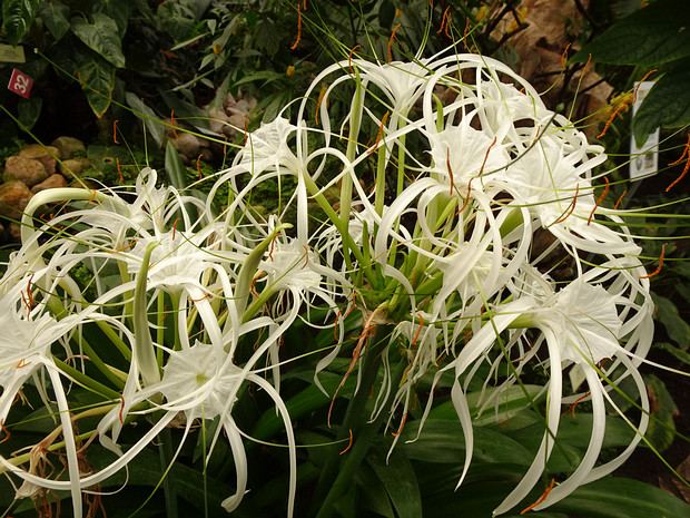 Гименокаллис прекрасный - Hymenocallis speciosa