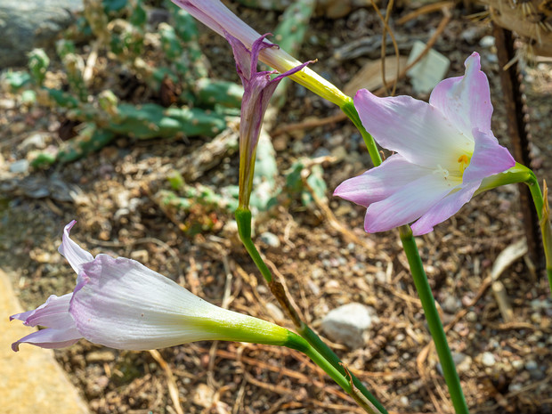 Зефирантес мощный - Zephyranthes robusta