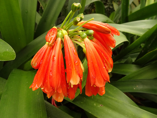 Кливия благородная - Clivia nobilis