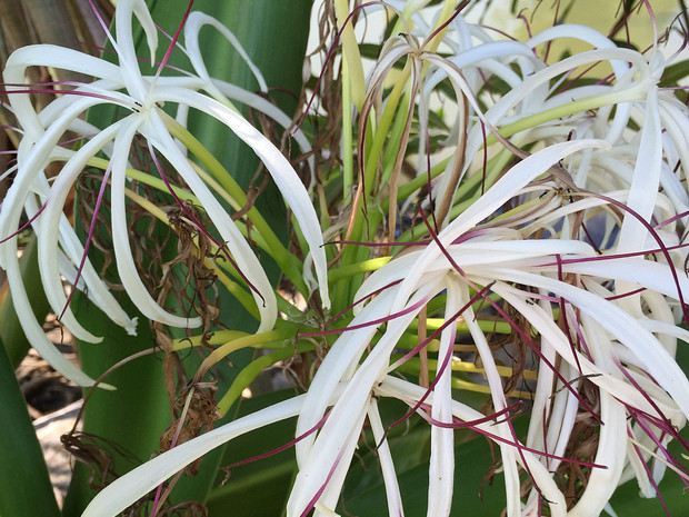 Кринум азиатский - Crinum asiaticum