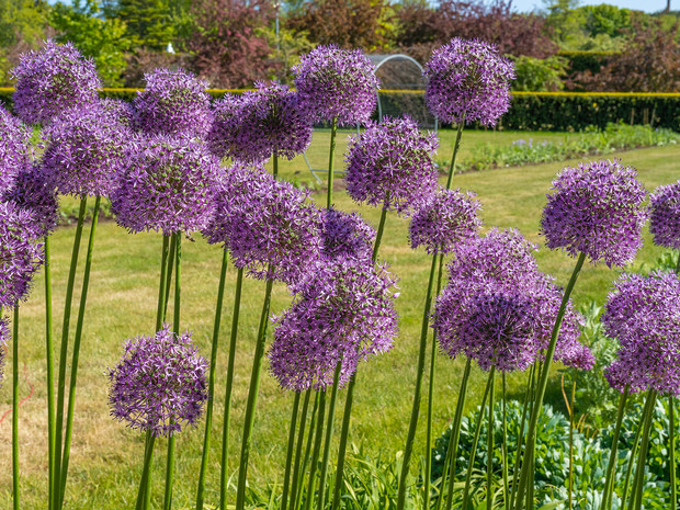 Лук 'Гладиатор' - Allium 'Gladiator'