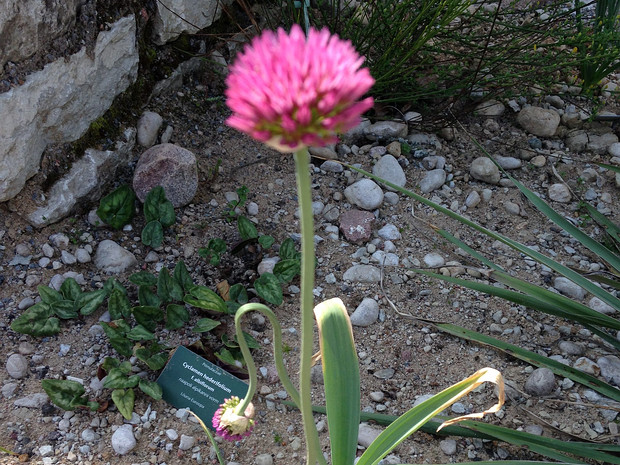 Лук Винклера - Allium winklerianum