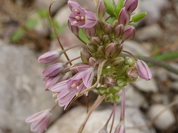 Лук Кунта - Allium kunthianum