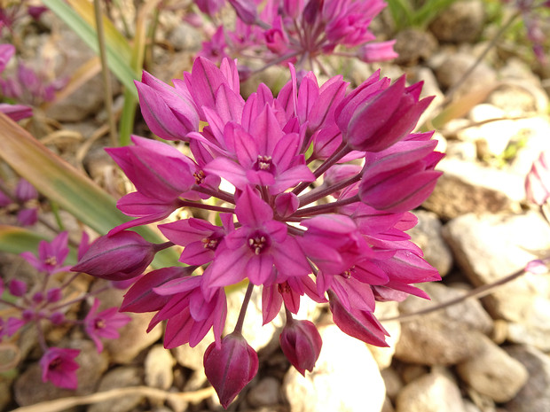 Лук горолюбивый - Allium oreophilum