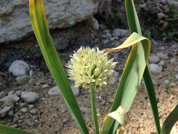 Лук дарвазский - Allium darwasicum