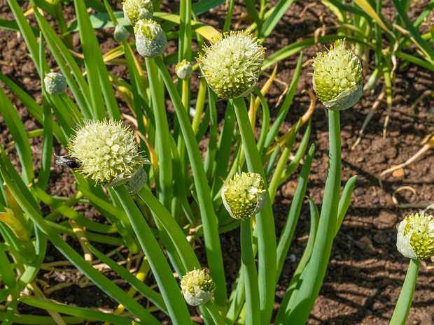 Лук дудчатый - Allium fistulosum