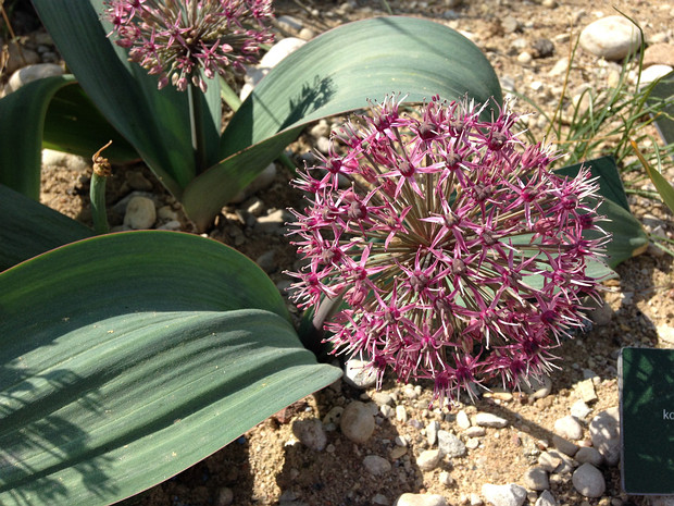 Лук каратавский 'Красный Шар' - Allium karataviense 'Red Globe'