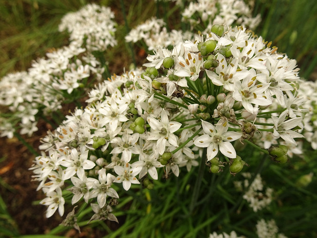 Лук клубневой - Allium tuberosum