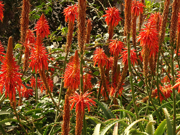 Алоэ древовидное - Aloe arborescens