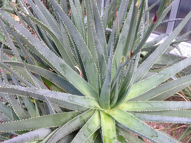 Алоэ желтомлечное - Aloe succotrina