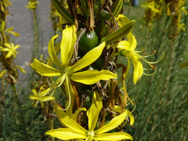 Асфоделина жёлтая - Asphodeline lutea