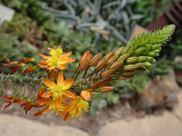 Бульбина кустарниковая - Bulbine frutescens