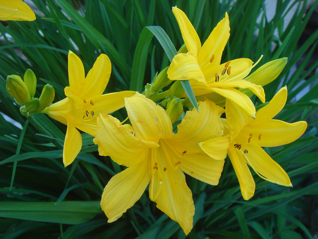 Красоднев жёлтый - Hemerocallis lilio-asphodelus