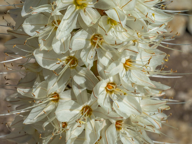 Эремурус Эчисона белая форма - Eremurus aitchisonii f. alba