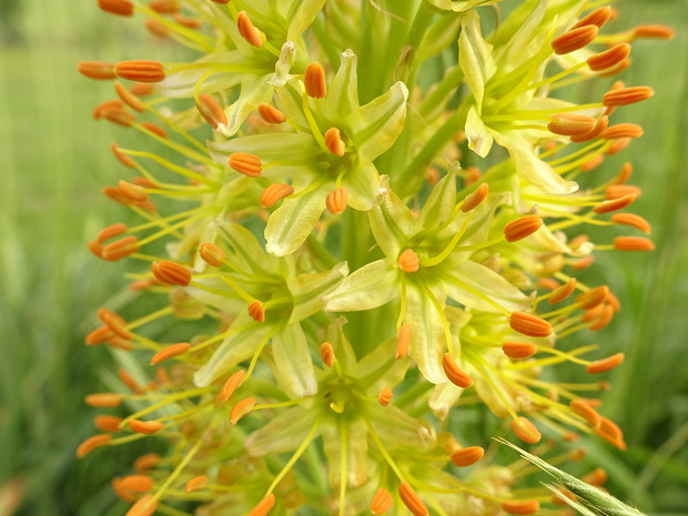 Эремурус загорелый - Eremurus fuscus