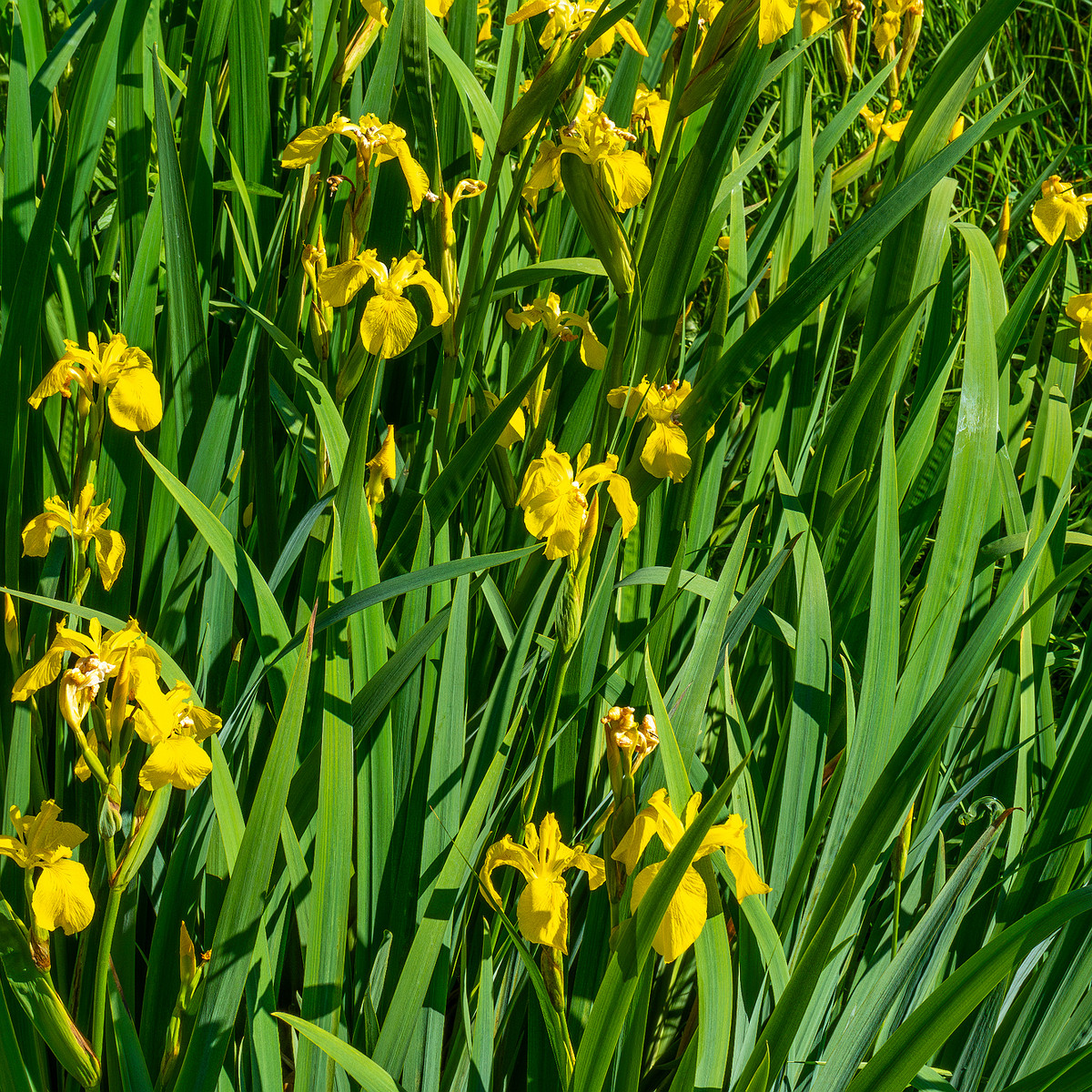 botanical_garden_gutter_ditch-1