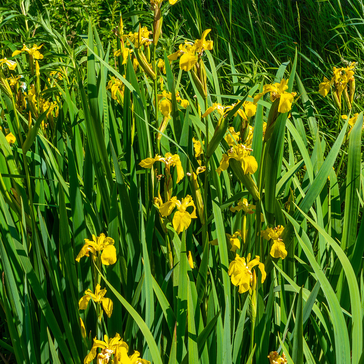 botanical_garden_gutter_ditch-2