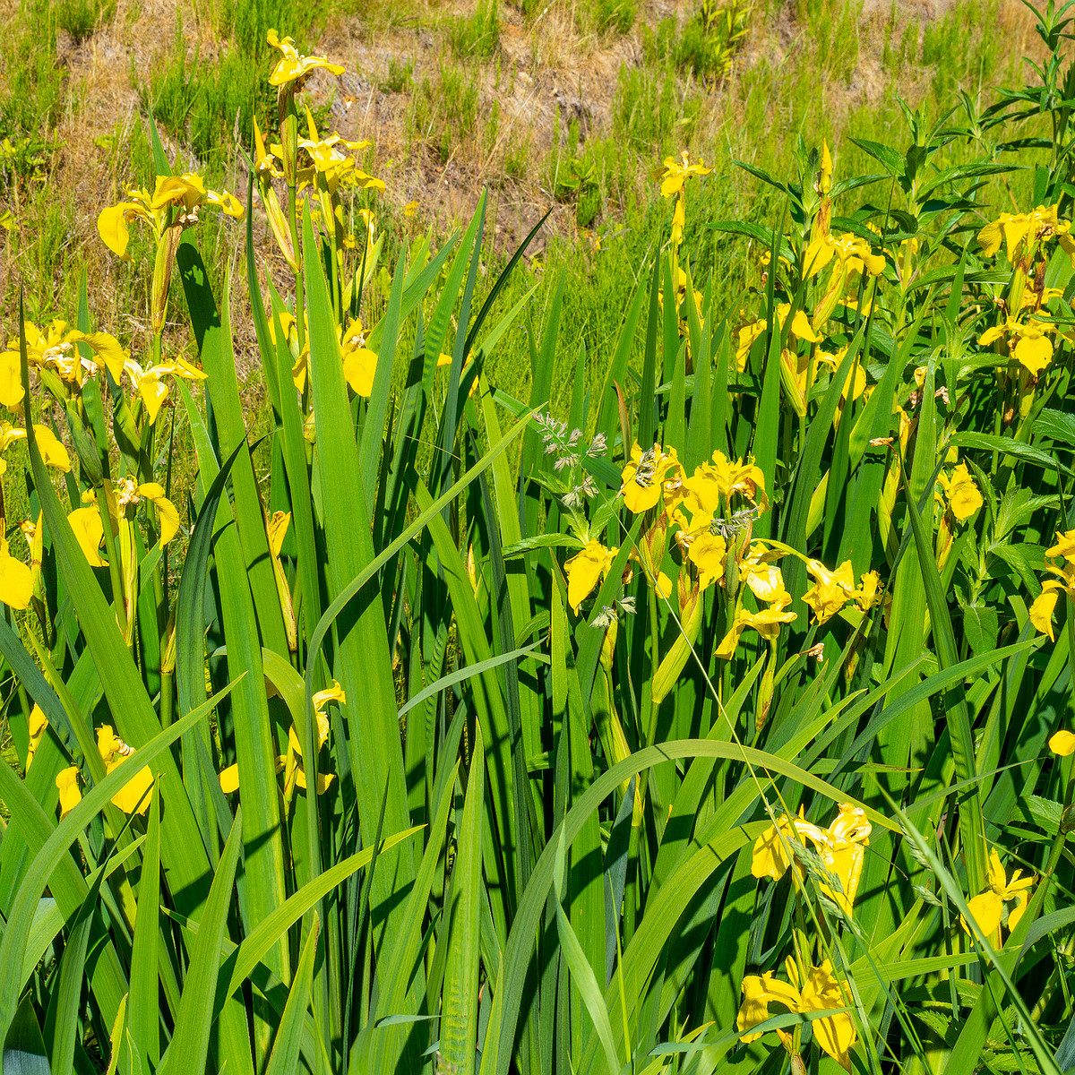 botanical_garden_gutter_ditch-3