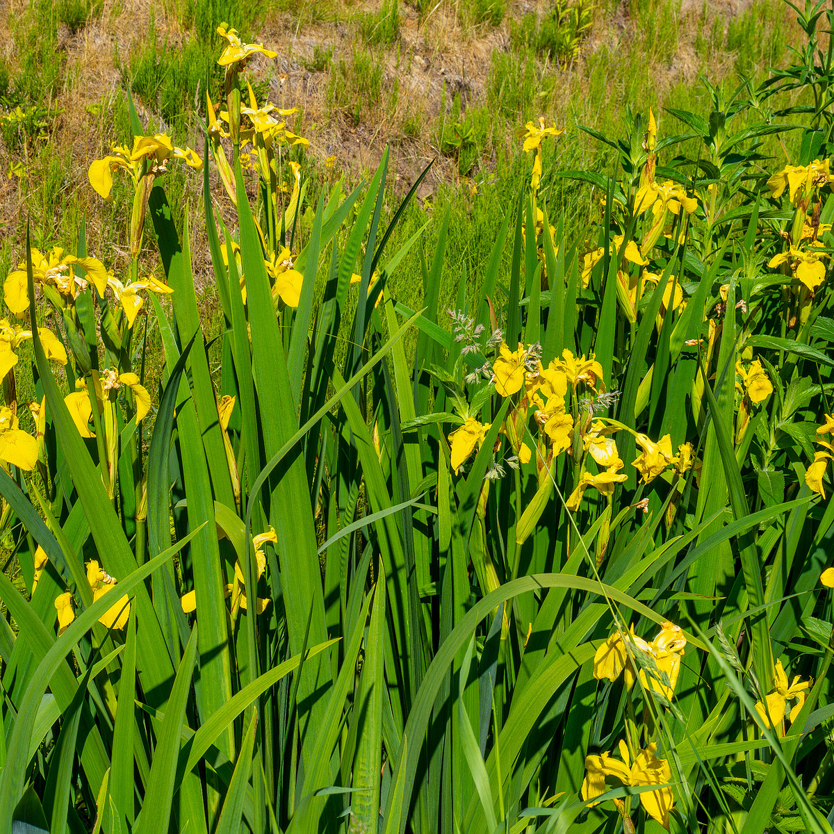 botanical_garden_gutter_ditch-4