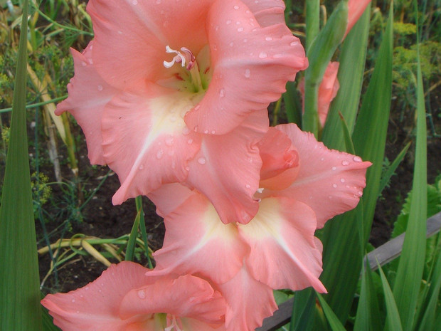 Гладиолус садовый - Gladiolus communis