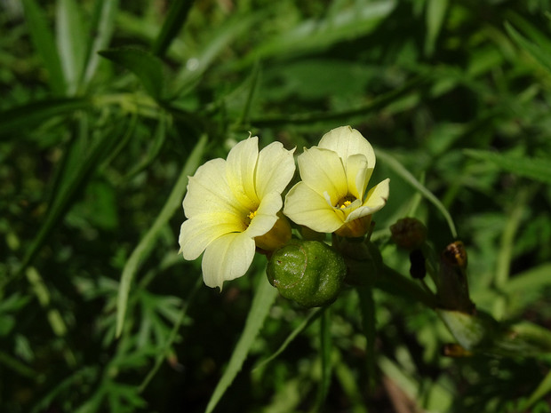 Голубоглазка полосатая - Sisyrinchium striatum