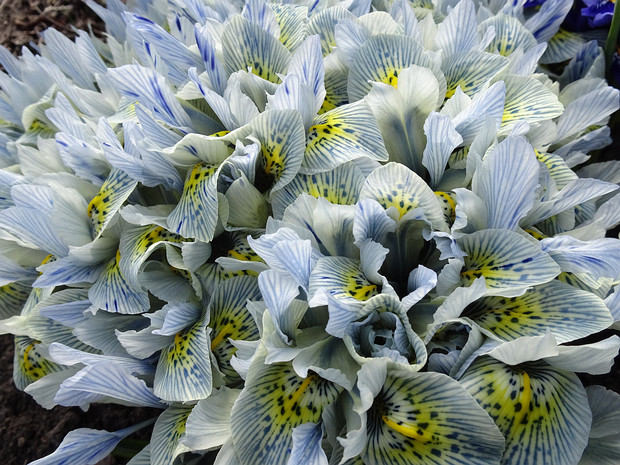 Иридодиктиум сетчатый 'Катарина Ходгкин' - Iridodictyum reticulata 'Katharine Hodgkin'