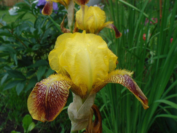 Ирис x гибридный - Iris x hybrida