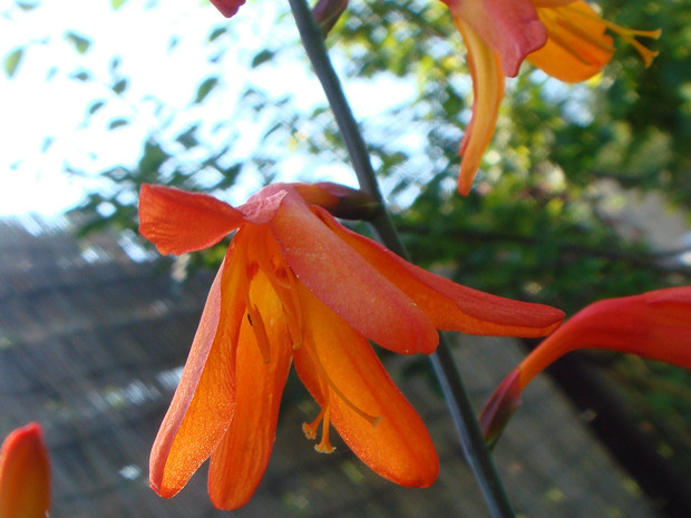 Крокосмия x крокосмиецветная - Crocosmia x crocosmiflora