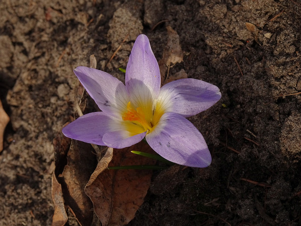 Крокус Зибера подвид превосходный 'Триколор' - Crocus sieberi subsp. sublimis 'Tricolor'