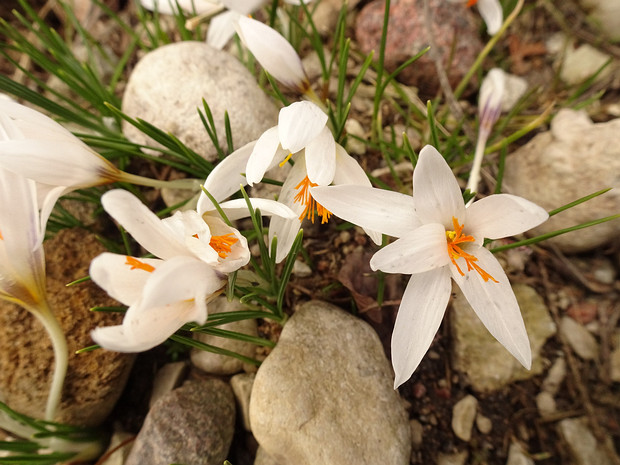 Крокус Флейшера - Crocus fleischeri