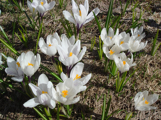 Крокус весенний - Crocus vernus