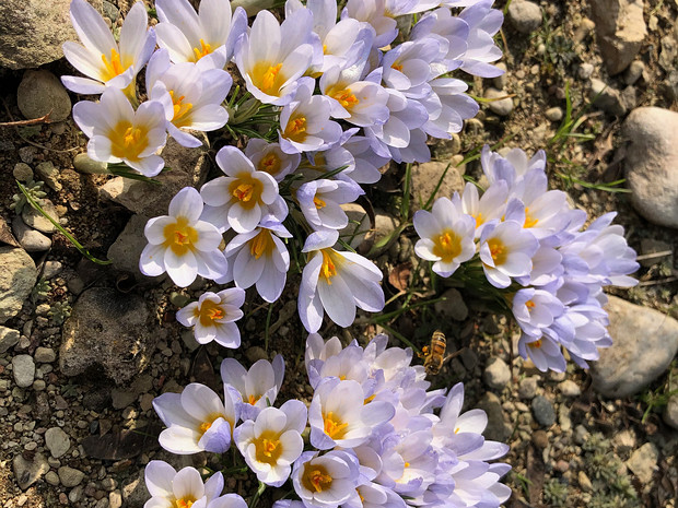 Крокус серебристый подвид. Исаврик - Crocus biflorus subsp. isauricus