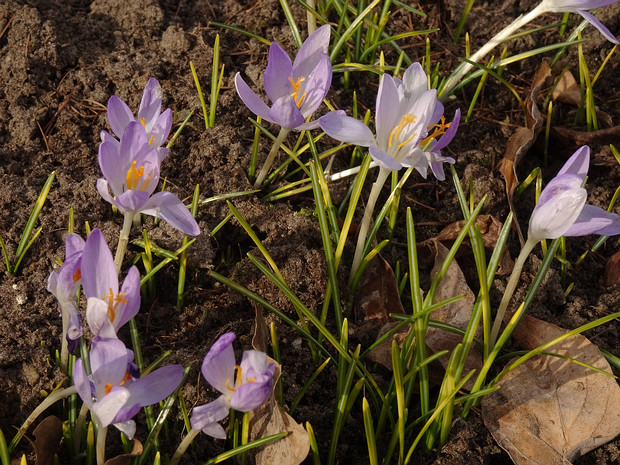 Крокус томмансиана 'Сиреневый Барра' - Crocus tommansianus 'Barr's Purple'