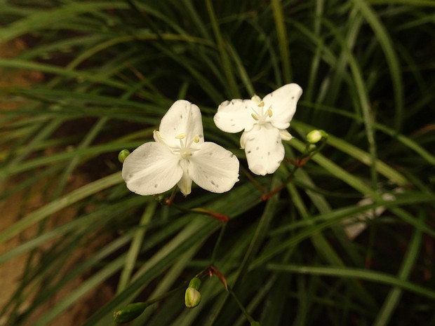 Либертия иксиевидная - Libertia ixioides